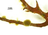 Myriactula rivulariae2